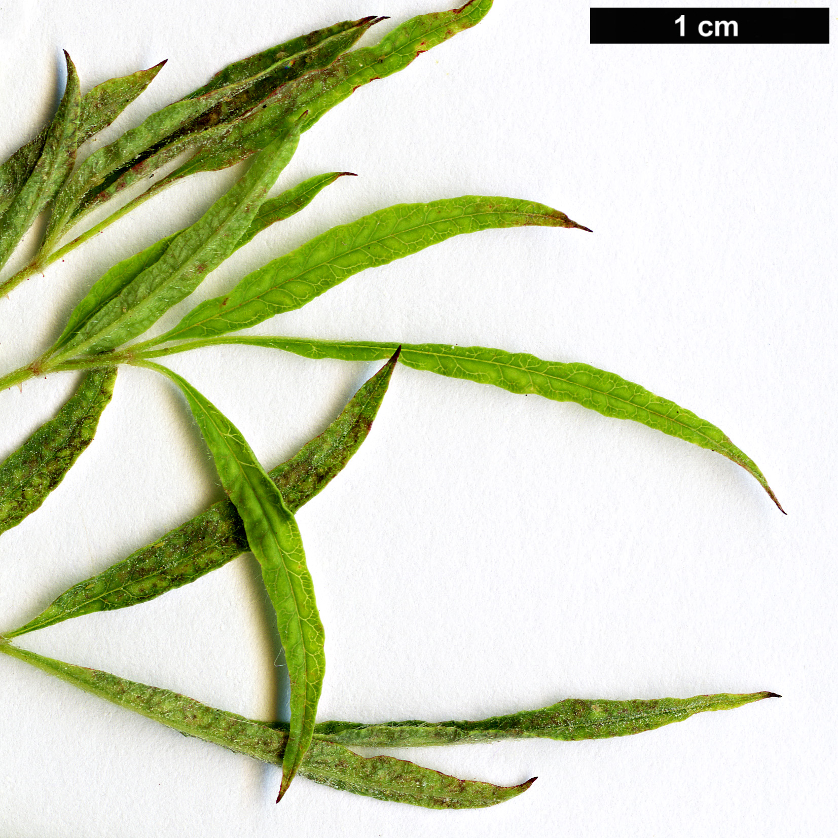 High resolution image: Family: Rosaceae - Genus: Rosa - Taxon: watsoniana High resolution image: Family: Rosaceae - Genus: Rosa - Taxon: watsoniana